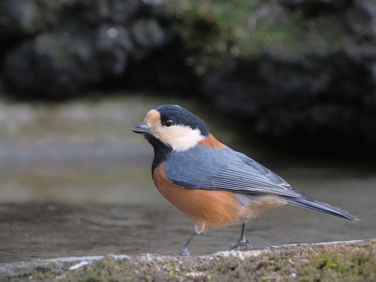 小根山森林公園・野鳥の森」へ行ってきました・ヤマガラさんの楽園で