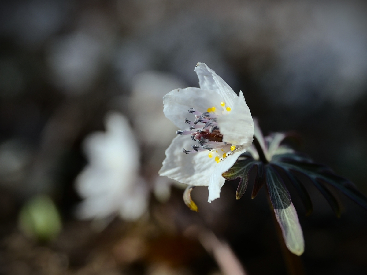 セツブンソウ・早春の花④【ふかや緑の王国＆雲門寺（安中