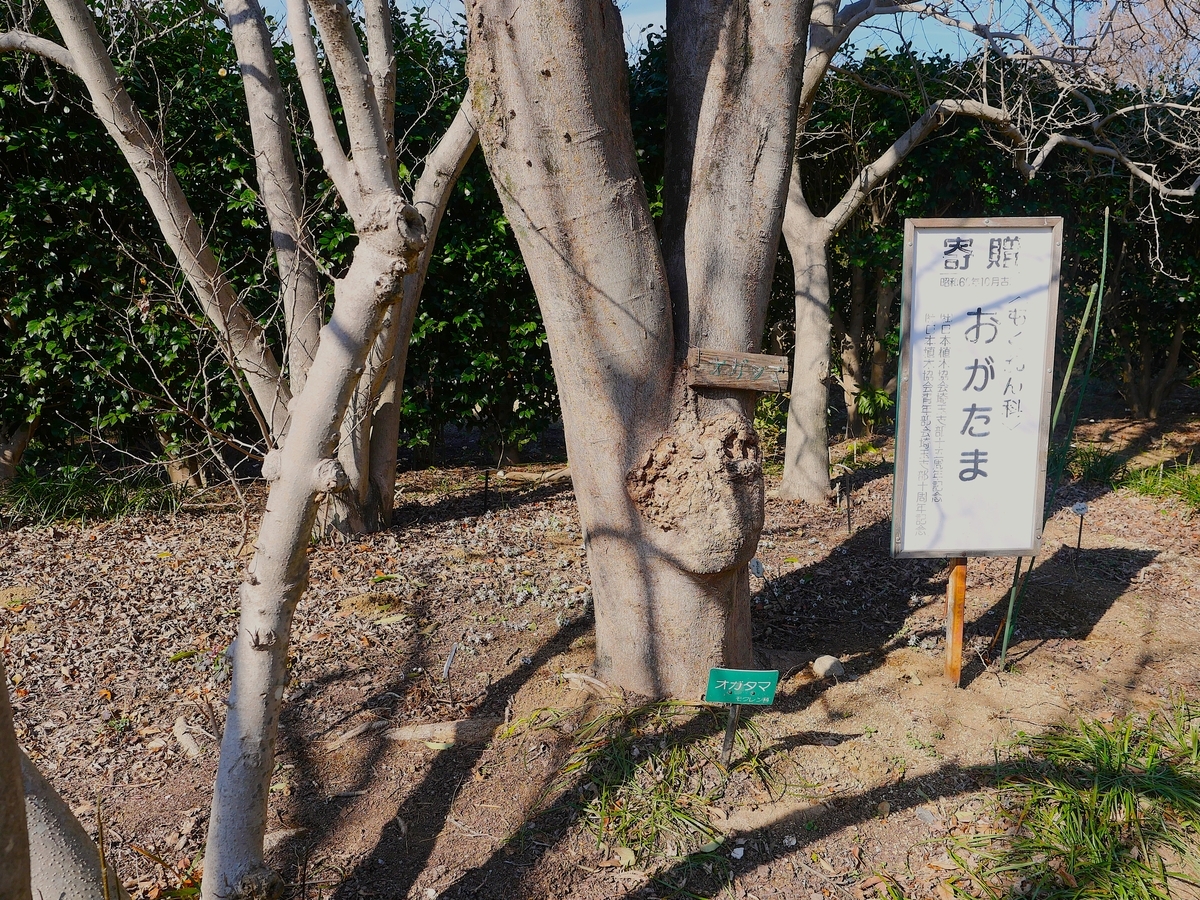 【２月末〜３月上旬発送】からから草様 TD-819 野草盆栽 2027年版 壁掛け名入れカレンダーを激安販売 - 名入れ