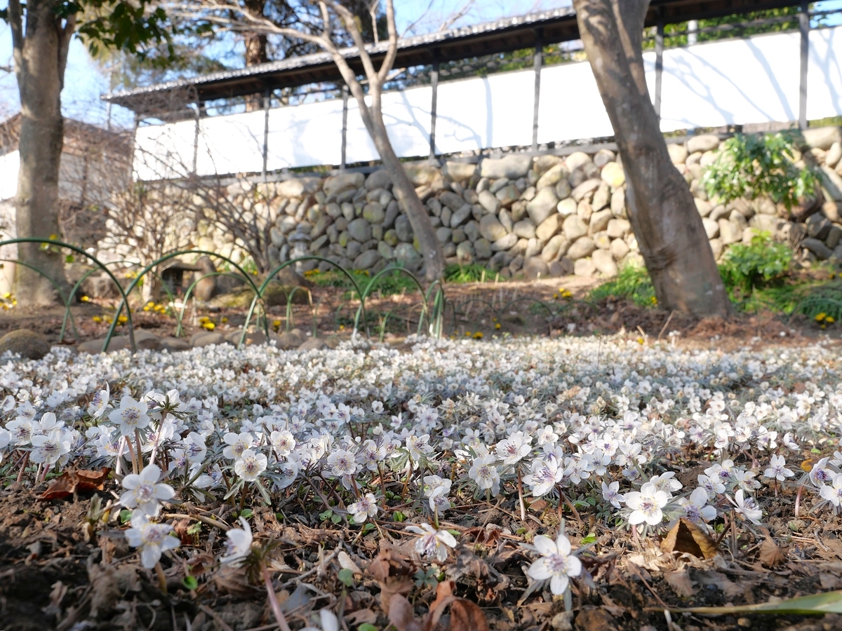 セツブンソウ・早春の花④【ふかや緑の王国＆雲門寺（安中