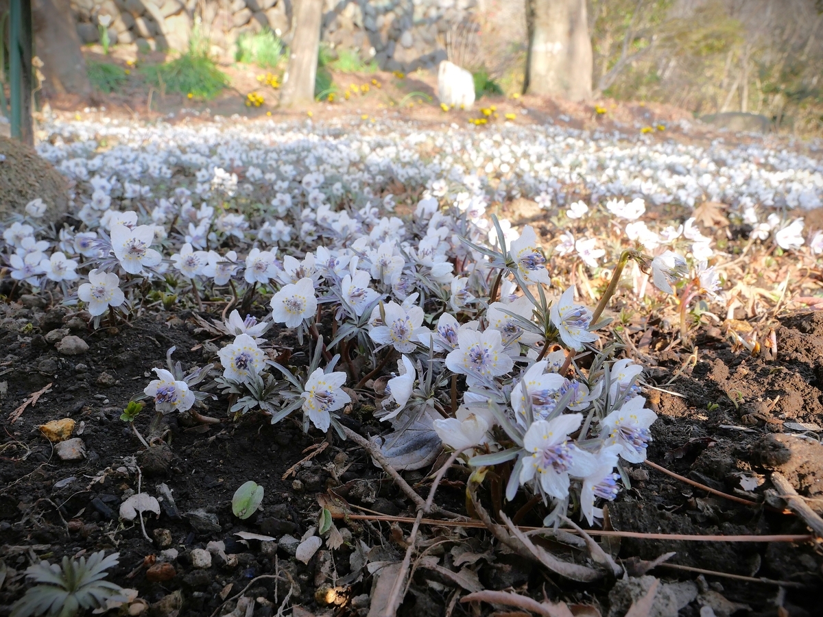 セツブンソウ・早春の花④【ふかや緑の王国＆雲門寺（安中 