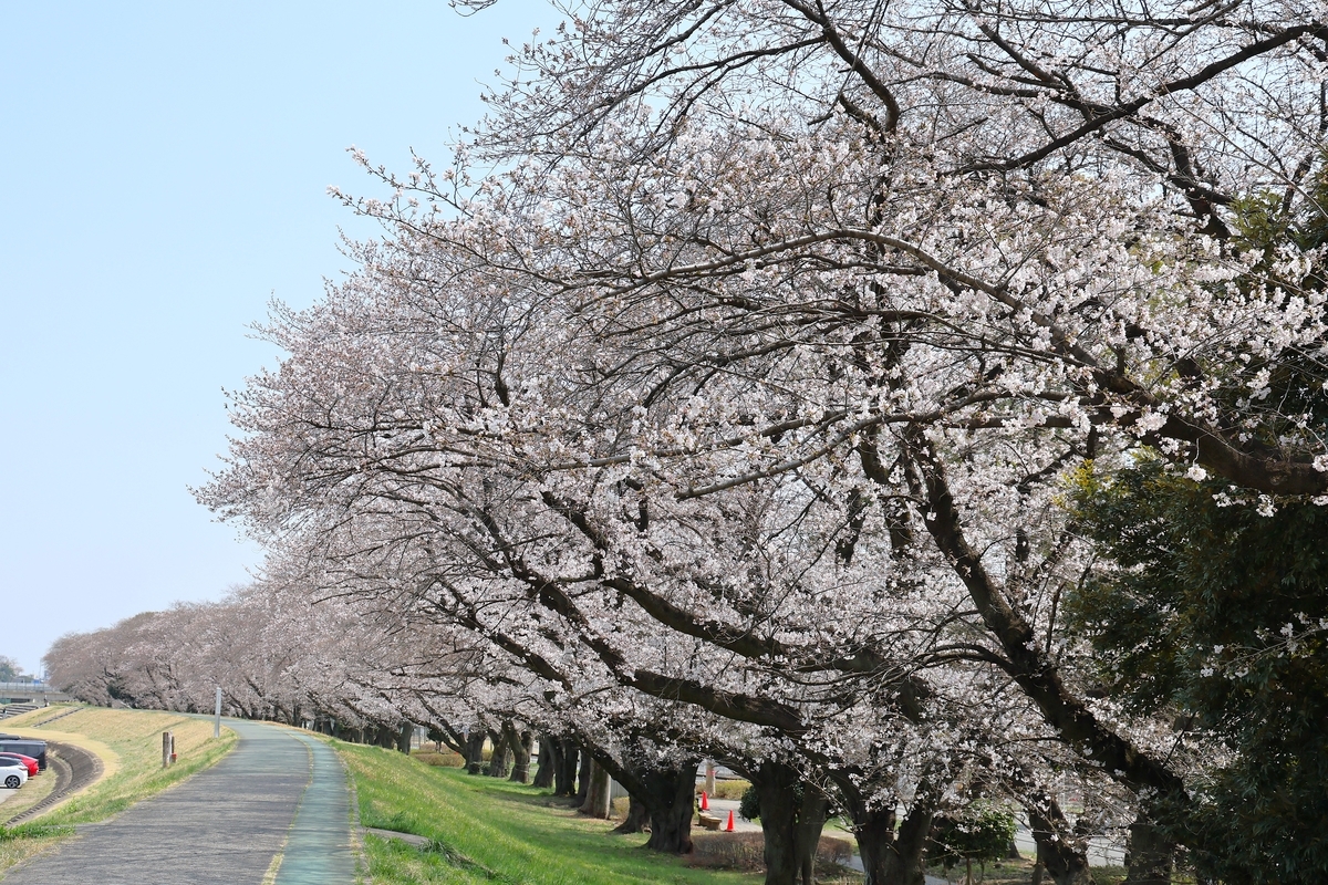 乗附緑道の桜並木（高崎）・昨日は五分咲でした。 - ずっとこの空の下で2