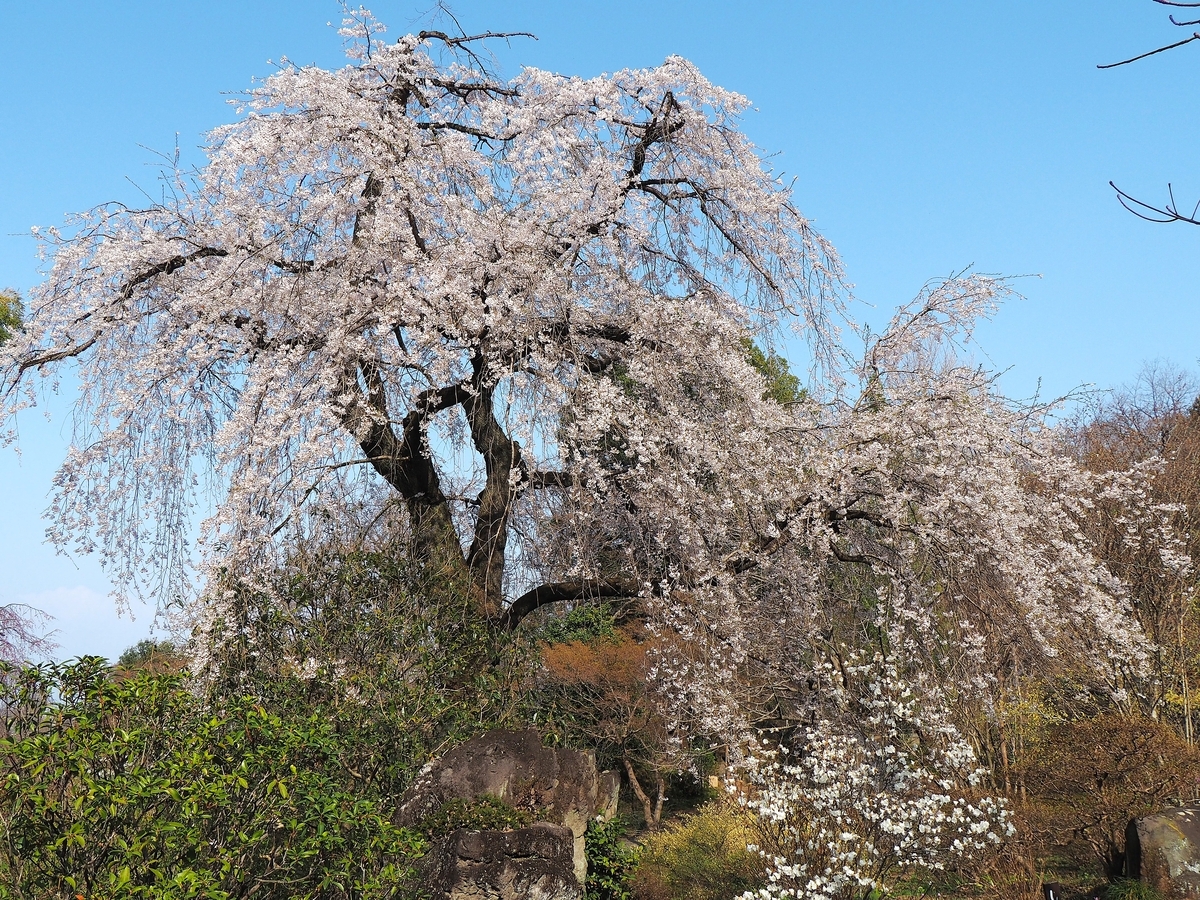 少林山達磨寺の枝垂れ桜が満開です・妻とお散歩その② - ずっとこの空