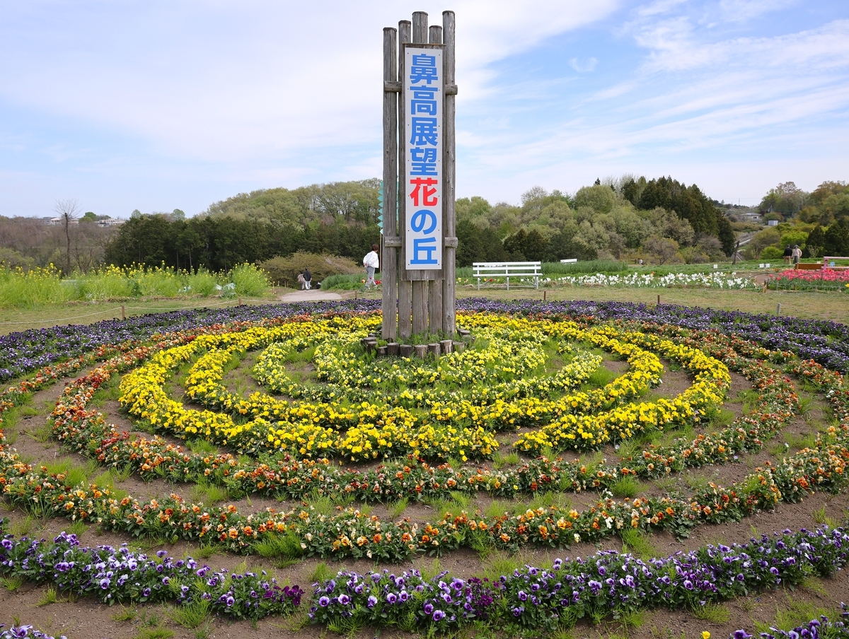 鼻高展望花の丘「菜の花祭り2026年」開催間近です・4月13日開花
