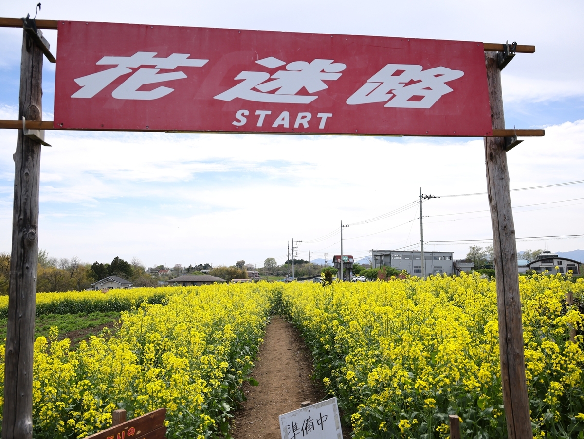 鼻高展望花の丘「菜の花祭り2026年」開催間近です・4月13日開花