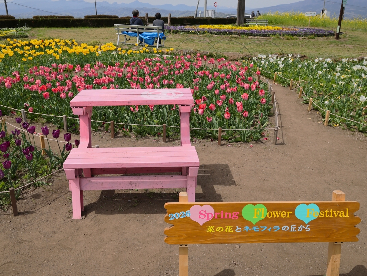 鼻高展望花の丘「菜の花祭り2026年」開催間近です・4月13日開花