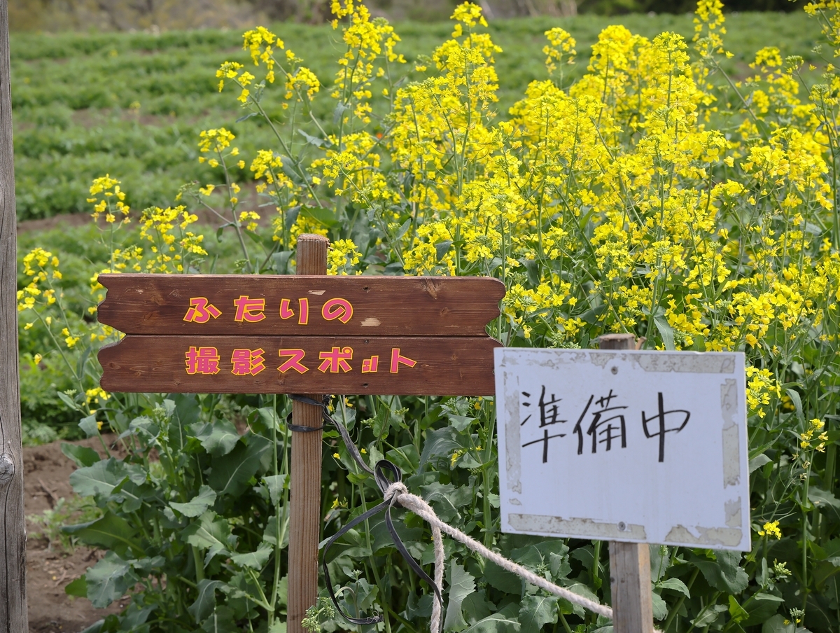 鼻高展望花の丘「菜の花祭り2026年」開催間近です・4月13日開花