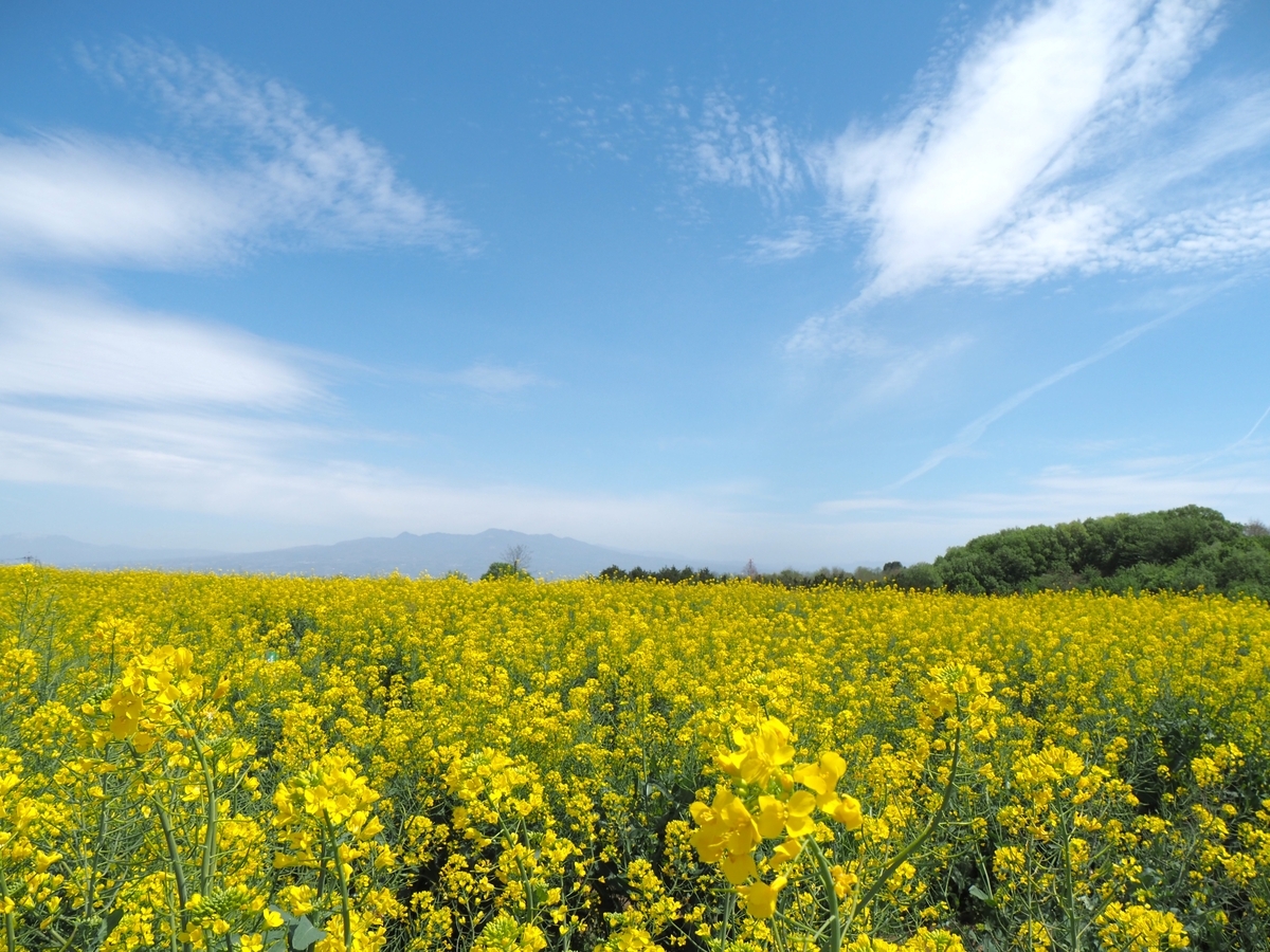 鼻高展望花の丘・菜の花祭り】4月22日開花状況 - ずっとこの空の下で2