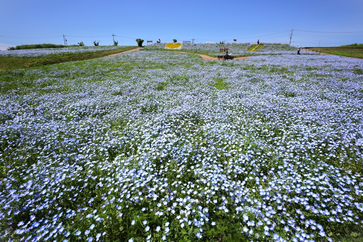 ネモフィラが見頃です【鼻高展望花の丘・5月7日開花状況】 - ずっと