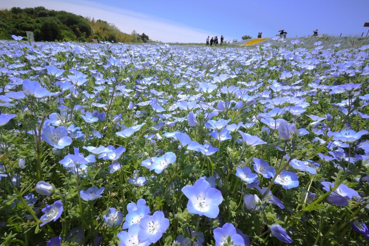 ネモフィラが見頃です【鼻高展望花の丘・5月7日開花状況】 - ずっとこの空の下で2