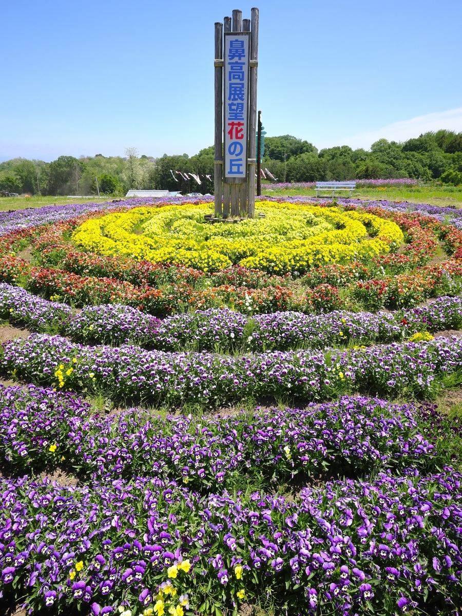 ムギナデシコ【鼻高展望花の丘・5月7日開花状況その②】 - ずっと
