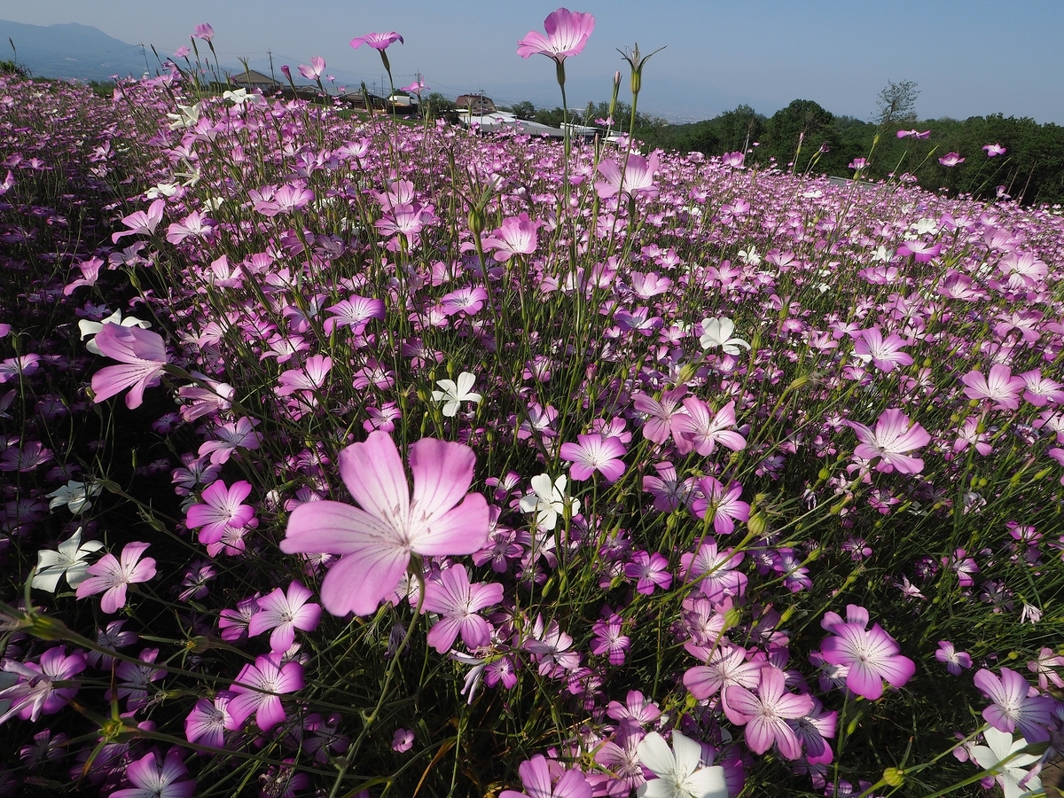 鼻高展望花の丘】5月18日開花状況・ムギナデシコ＆ポピーが見頃