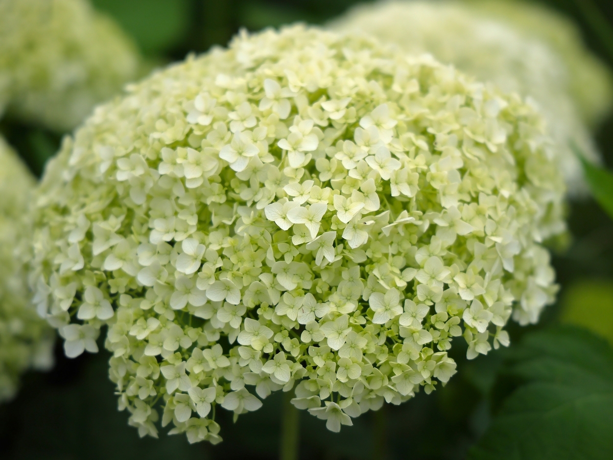 アナベルとコスモス【鼻高展望花の丘（高崎）6月5日】 - ずっとこの