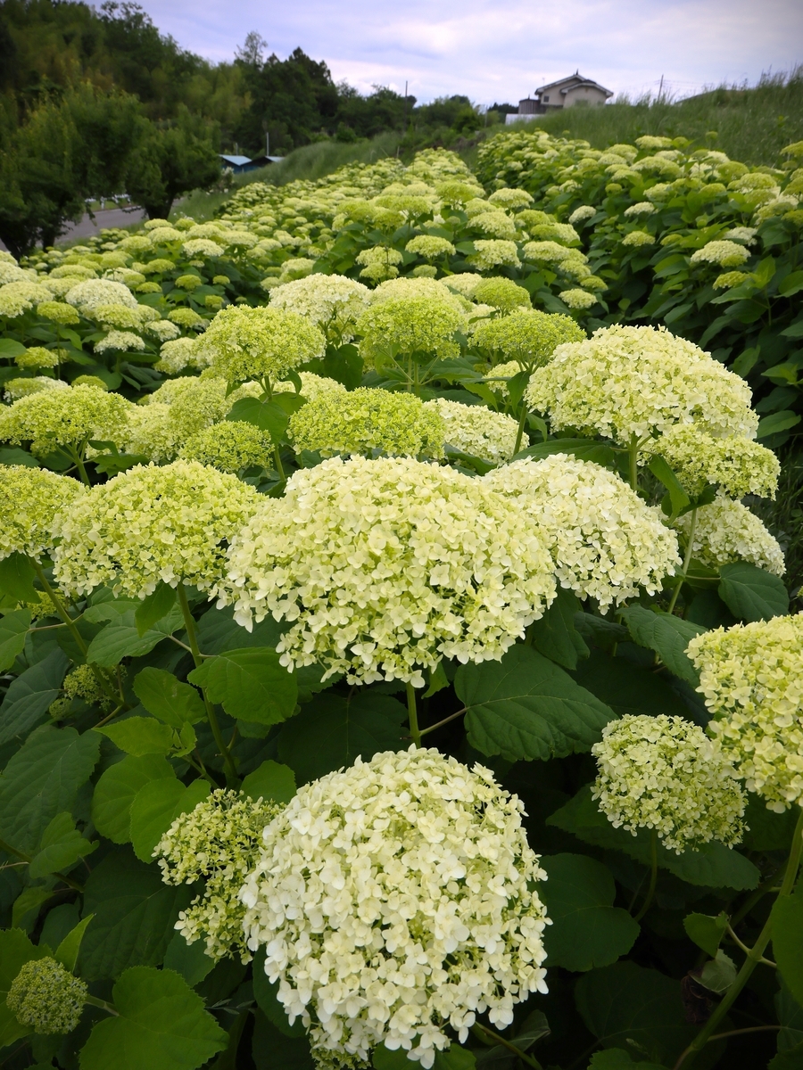 アナベルとコスモス【鼻高展望花の丘（高崎）6月5日】 - ずっとこの