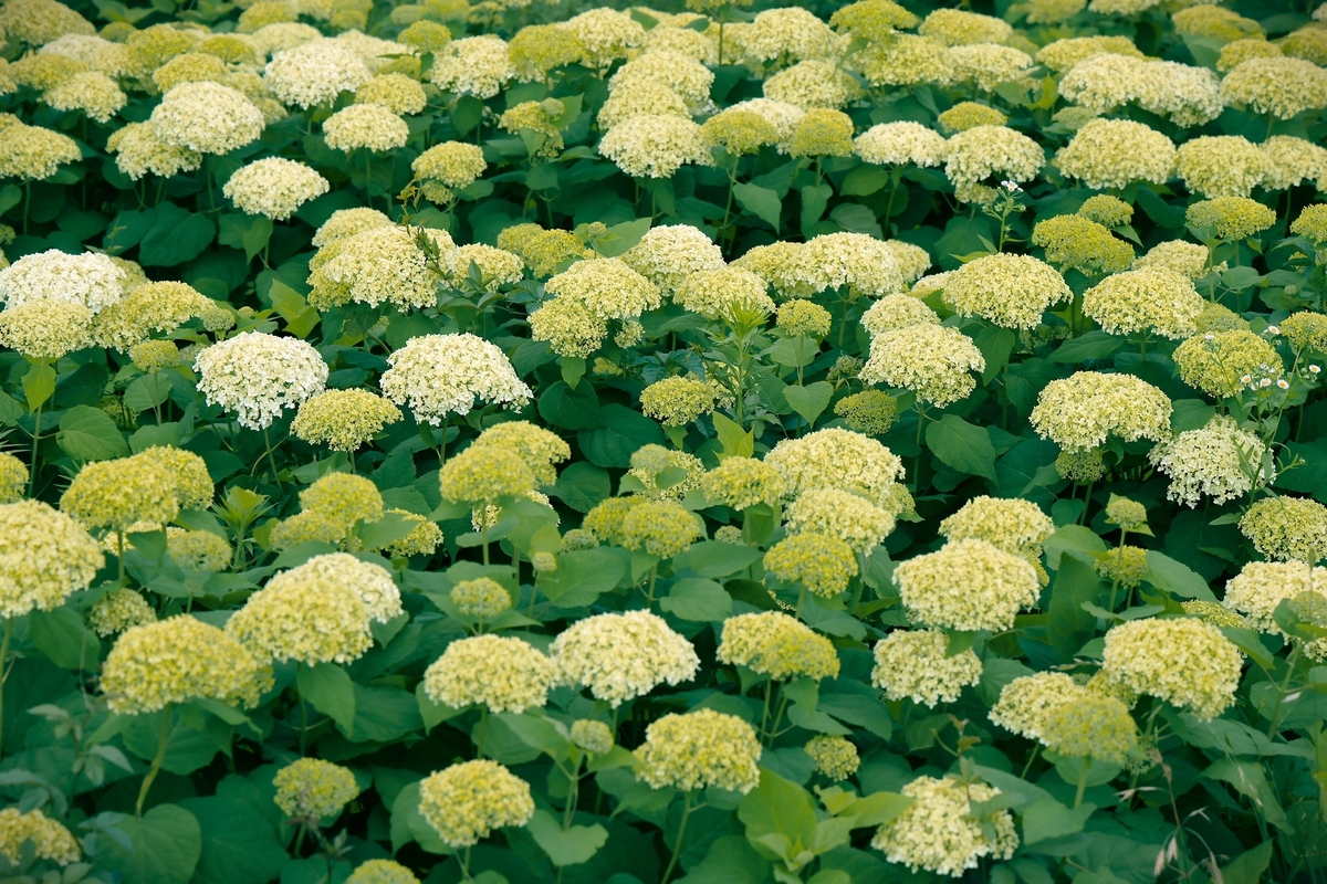 アナベルとコスモス【鼻高展望花の丘（高崎）6月5日】 - ずっとこの