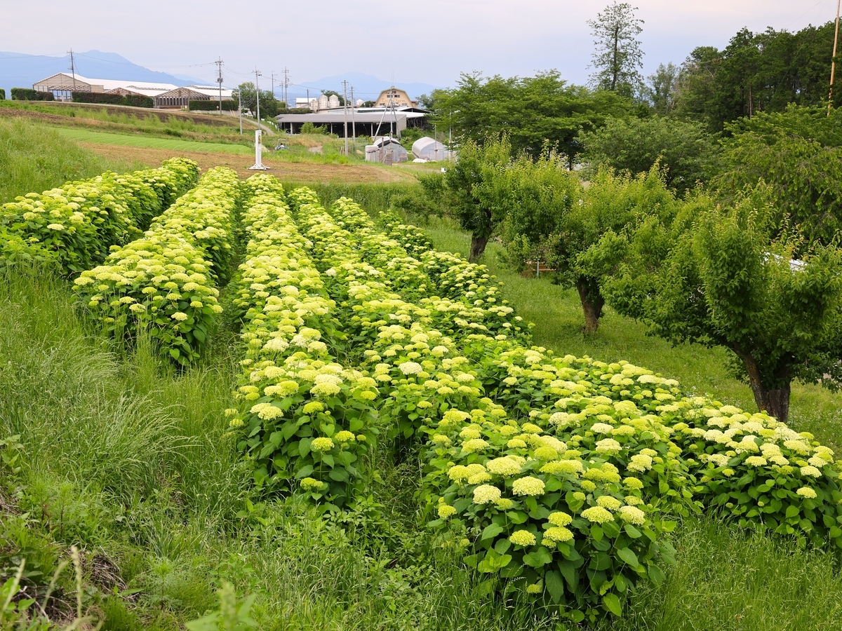 アナベルとコスモス【鼻高展望花の丘（高崎）6月5日】 - ずっとこの