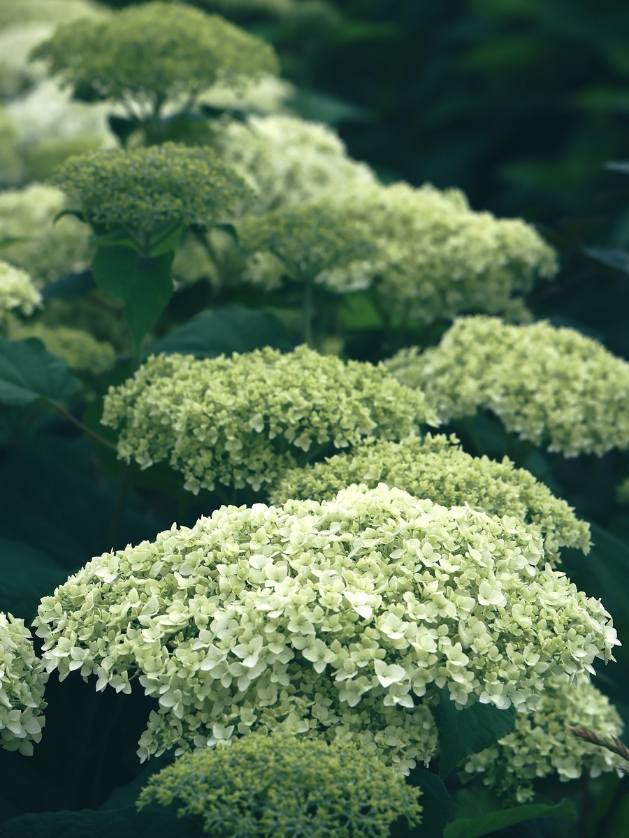 アナベルとコスモス【鼻高展望花の丘（高崎）6月5日】 - ずっとこの