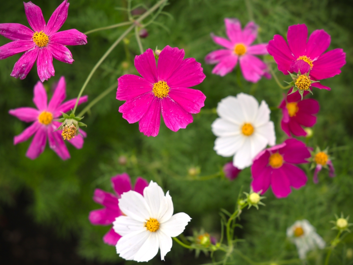 アナベルとコスモス【鼻高展望花の丘（高崎）6月5日】 - ずっとこの