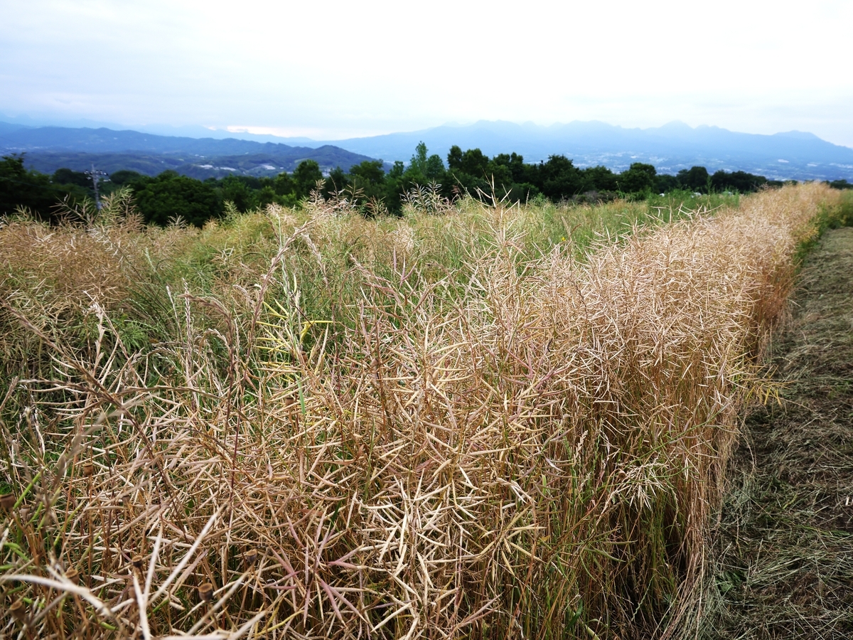 アナベルとコスモス【鼻高展望花の丘（高崎）6月5日】 - ずっとこの