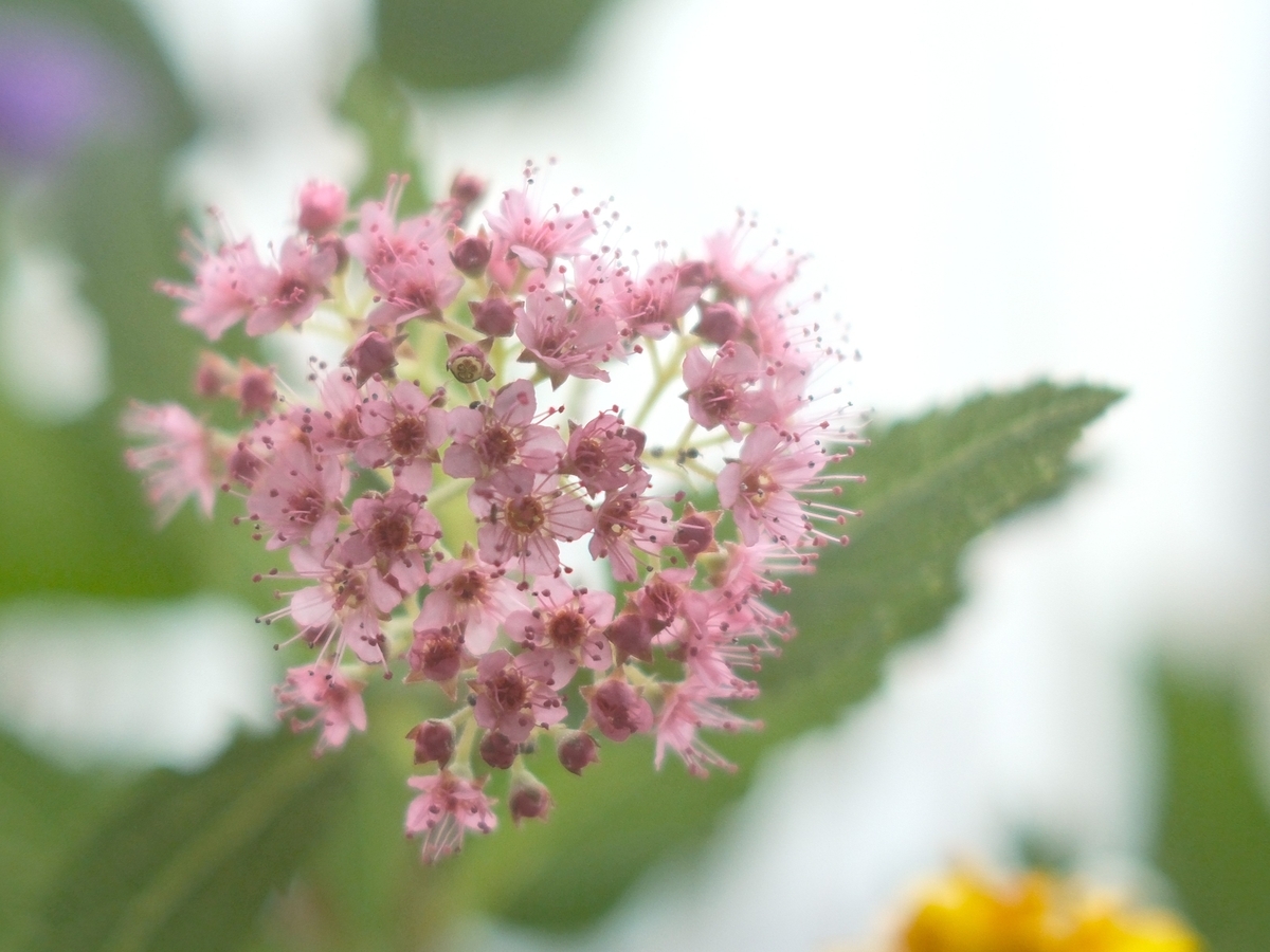 6月の窓辺の花 - ずっとこの空の下で2