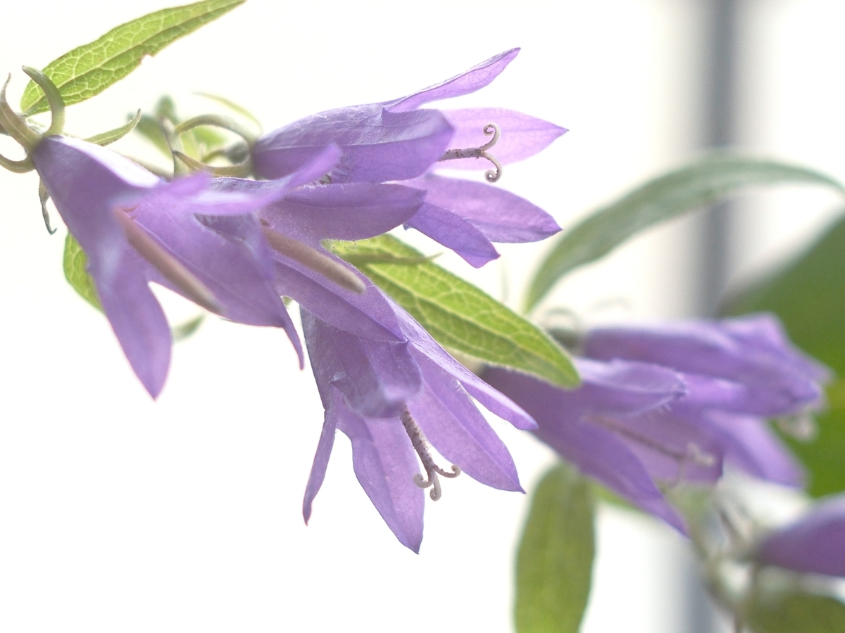 6月の窓辺の花 - ずっとこの空の下で2