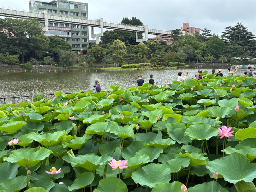 f:id:yasshinomi:20260620130119j:image