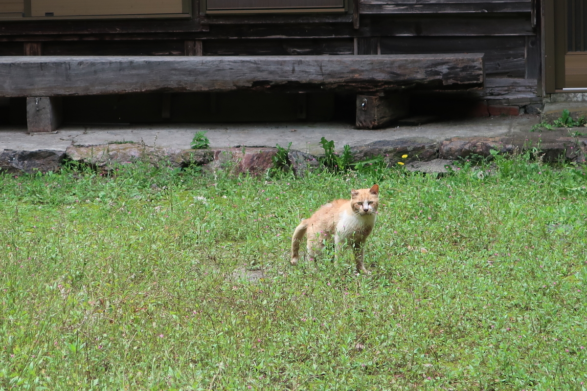 f:id:yasu5969:20200718145641j:plain f:id:yasu5969:20200718145641j:plain