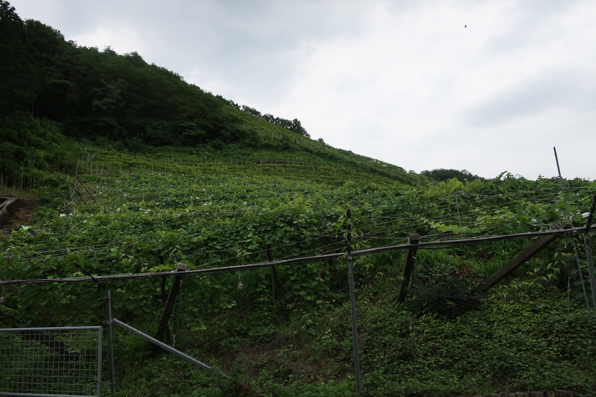 f:id:yasu5969:20200721164236j:plain f:id:yasu5969:20200721164236j:plain