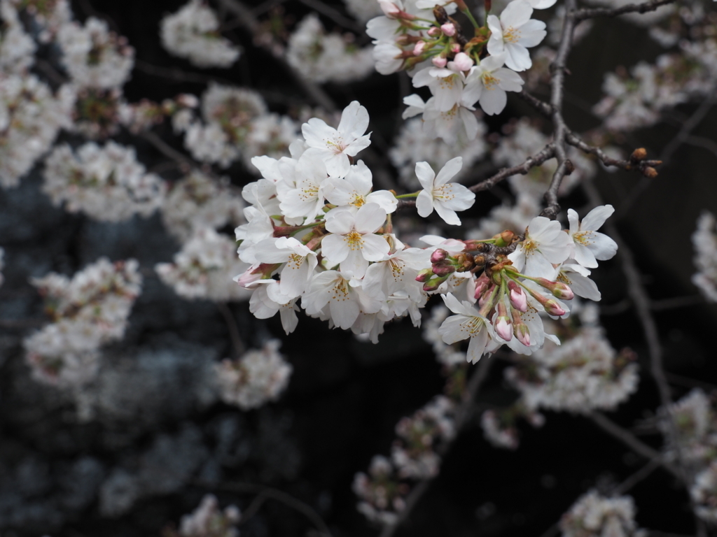 f:id:yasubelog:20180324143759j:plain