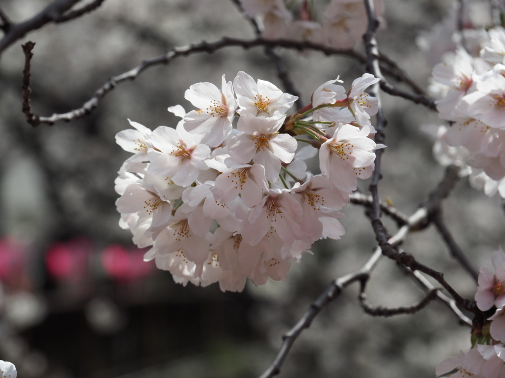 f:id:yasubelog:20180324144114j:plain