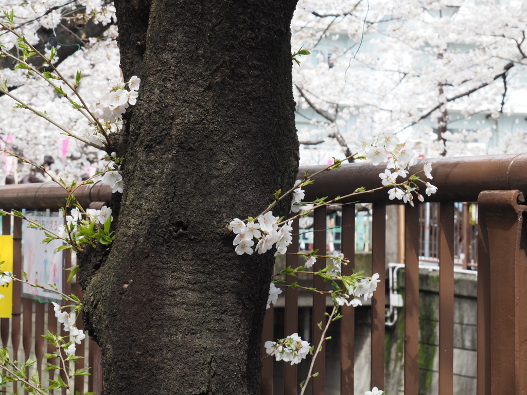 f:id:yasubelog:20180324144404j:plain