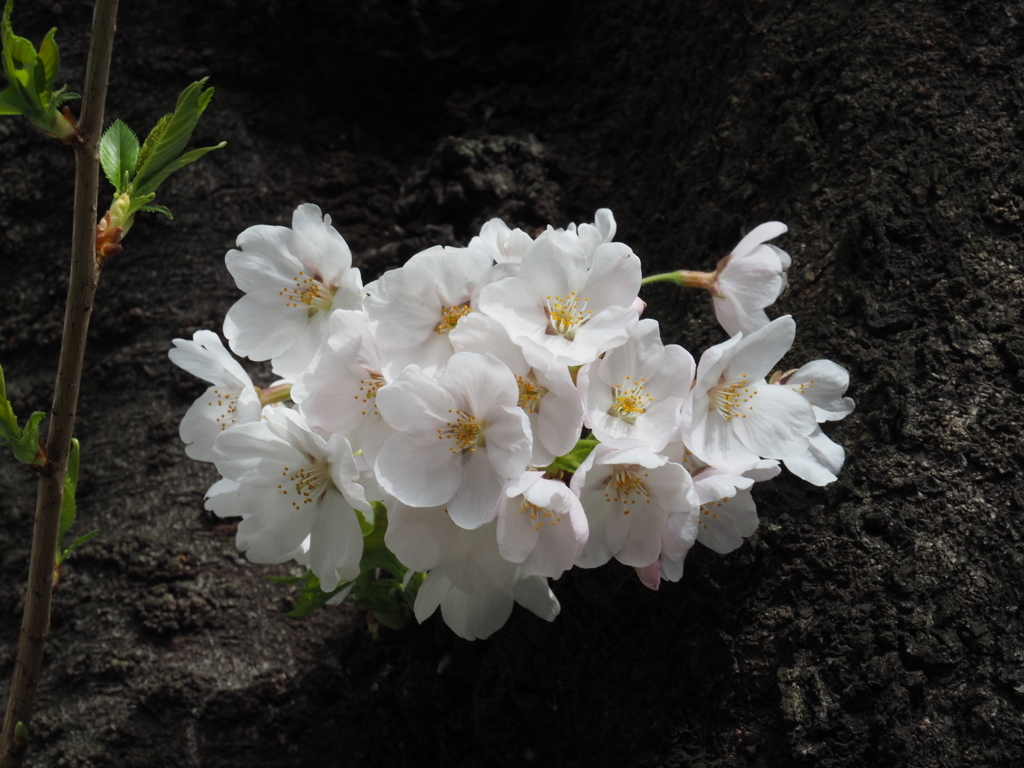 f:id:yasubelog:20180324144434j:plain