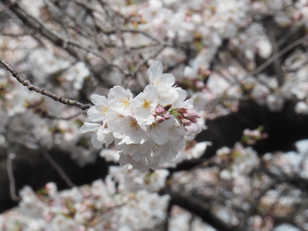 f:id:yasubelog:20180324145049j:plain
