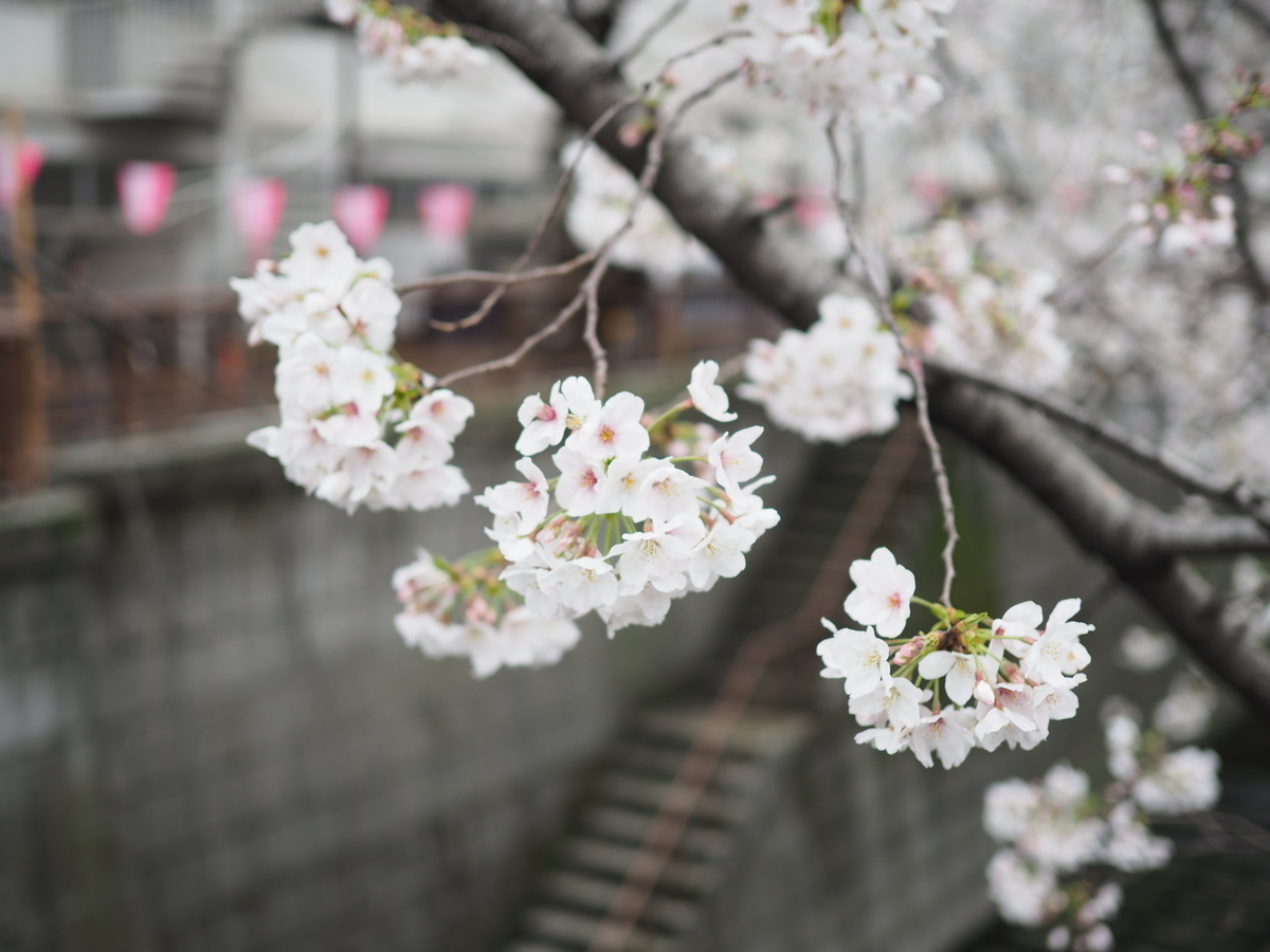f:id:yasubelog:20190401003702j:plain