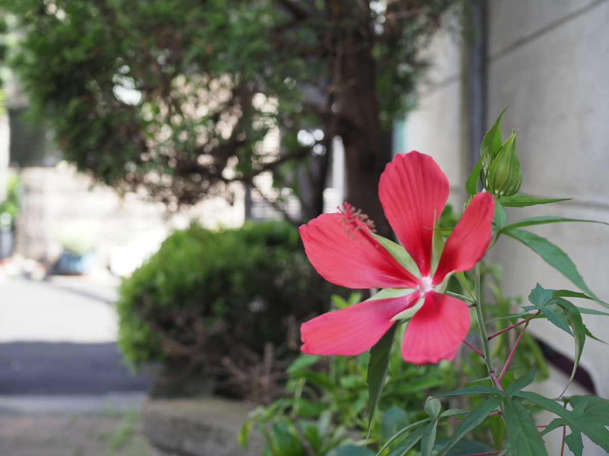 父が育てている花壇に咲いた モミジアオイ についてのお話し 40代サラリーマン やすべえ のメモ帳