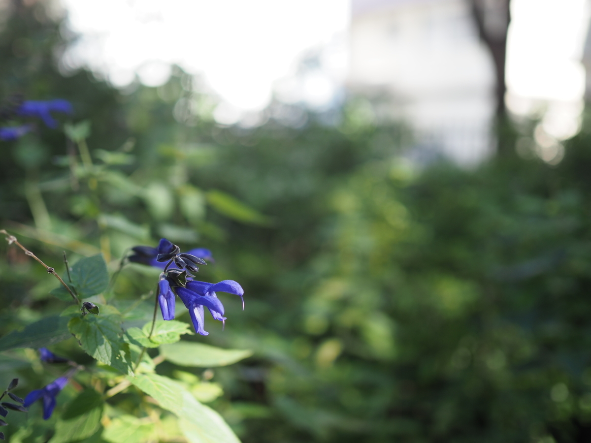 f:id:yasubelog:20200929102038j:plain f:id:yasubelog:20200929102038j:plain