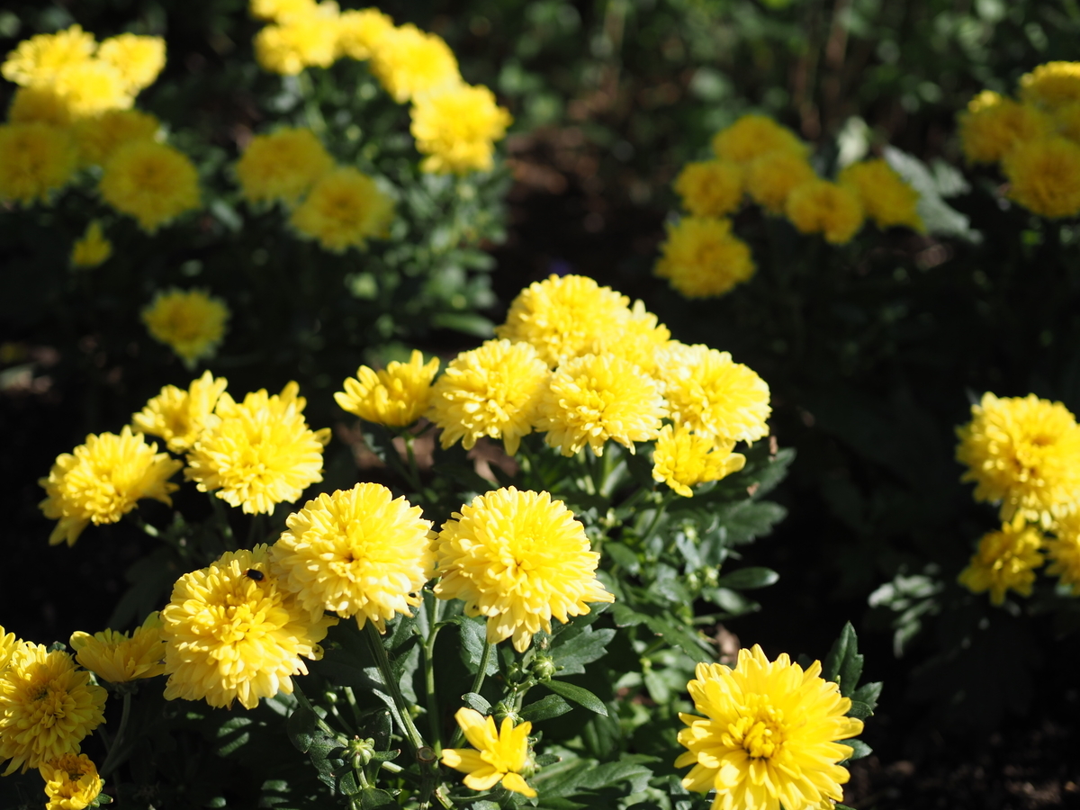 f:id:yasubelog:20200929102205j:plain f:id:yasubelog:20200929102205j:plain