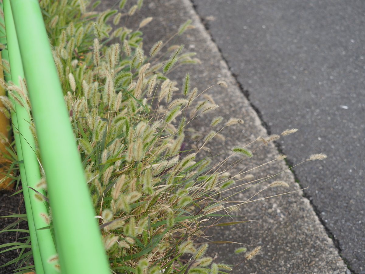 f:id:yasubelog:20201022085335j:plain