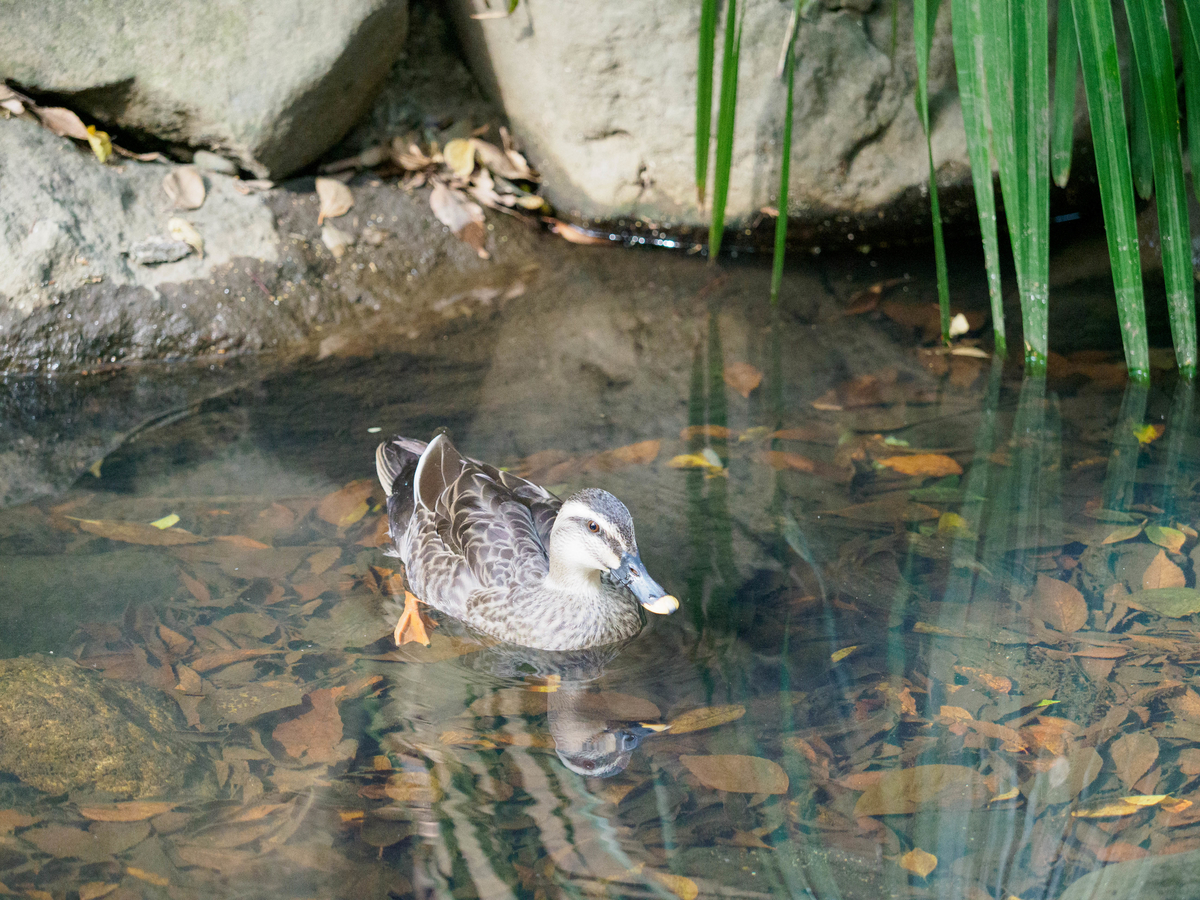 f:id:yasubelog:20201204114145j:plain