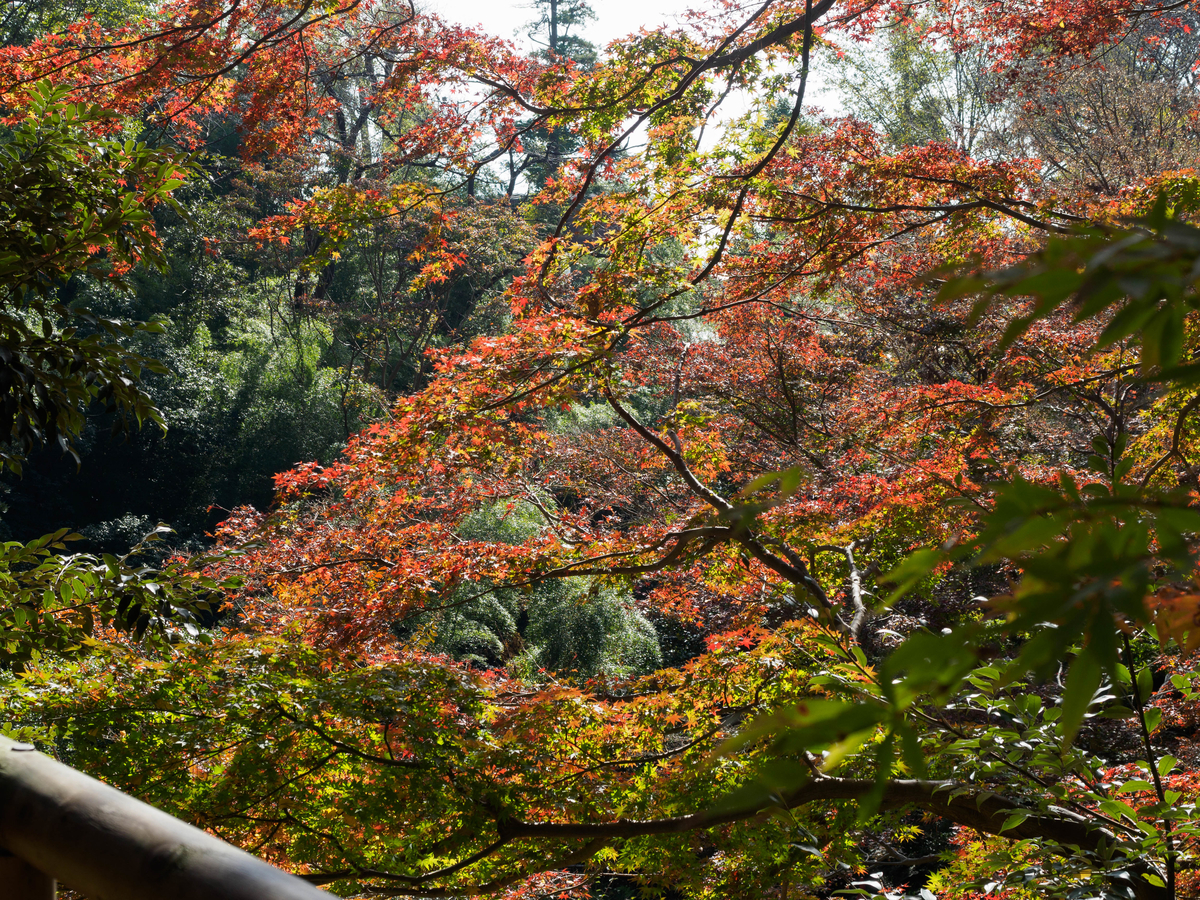 f:id:yasubelog:20201207092202j:plain