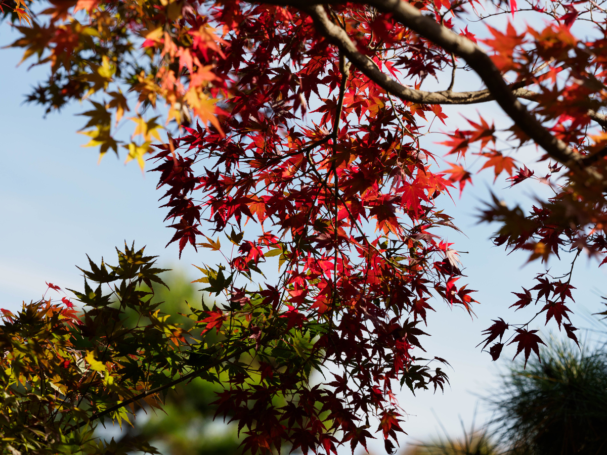 f:id:yasubelog:20201207101130j:plain