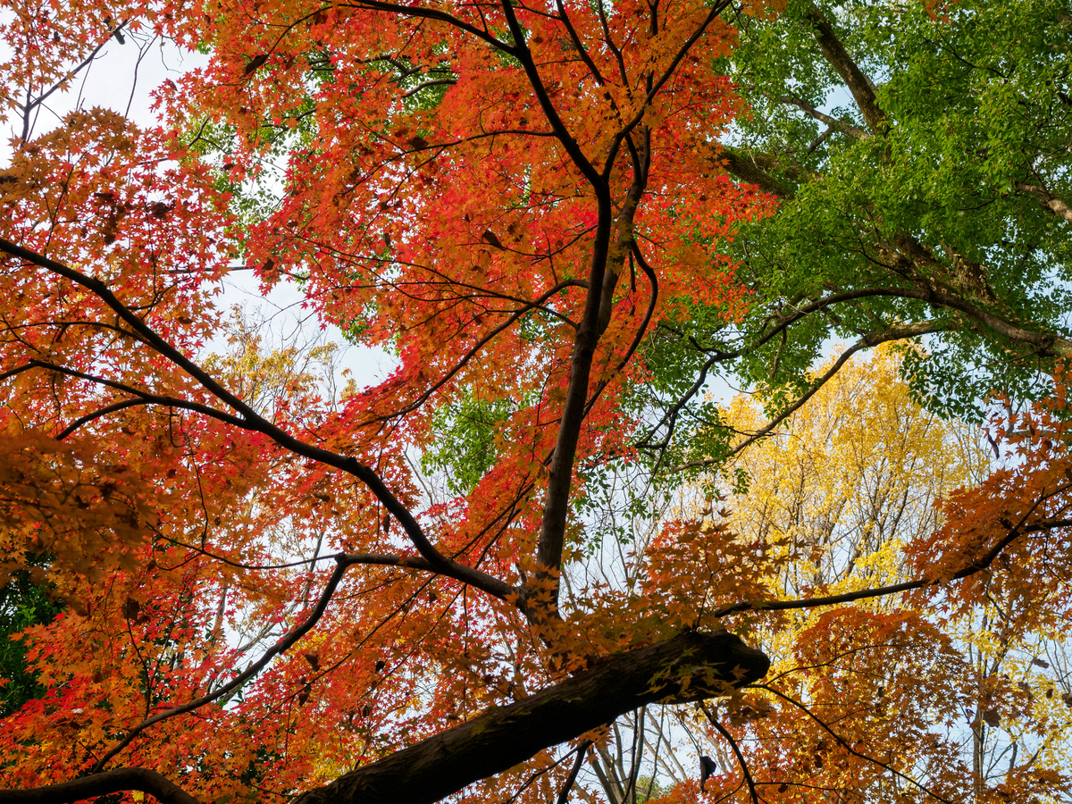 f:id:yasubelog:20201214194334j:plain