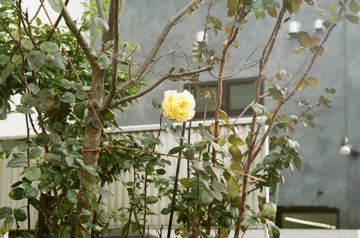 f:id:yasubelog:20210122091739j:plain