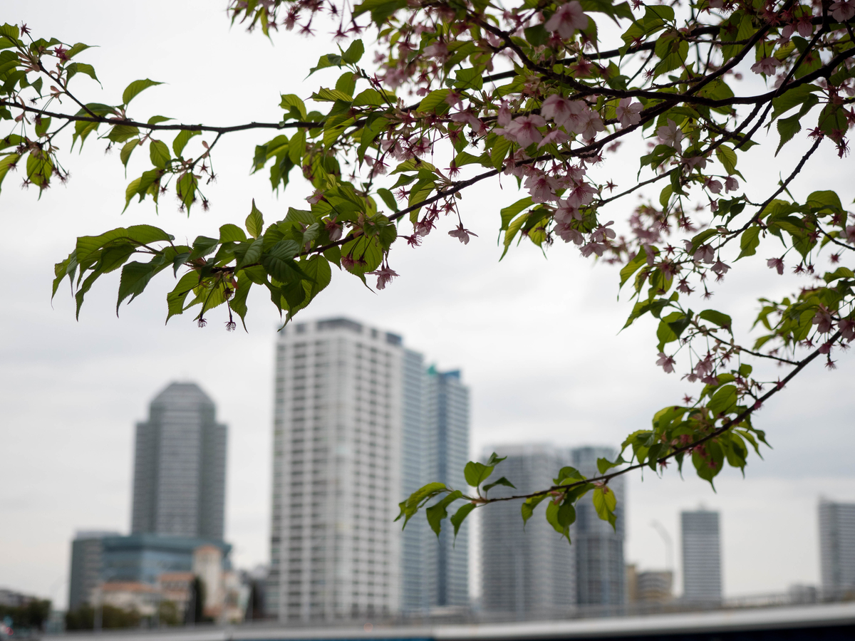 f:id:yasubelog:20210309091114j:plain