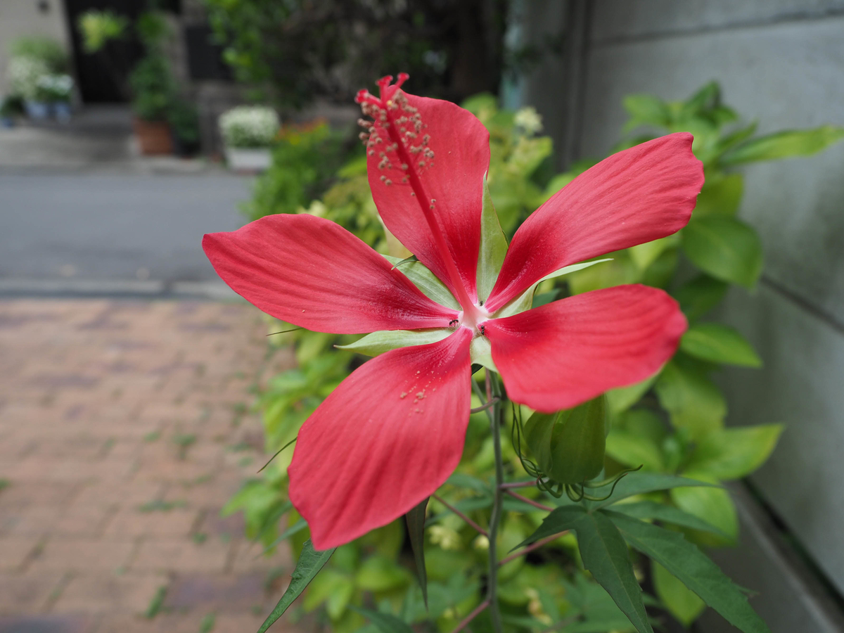父が育てている モミジアオイ 紅葉葵 が咲きました 一見 ハイビスカスの様にも見えますが こちらはモミジアオイです 40代サラリーマン やすべえ のメモ帳