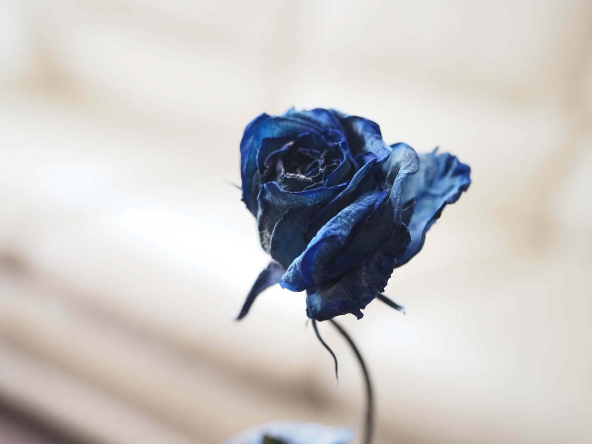 f:id:yasubelog:20210901003210j:plain