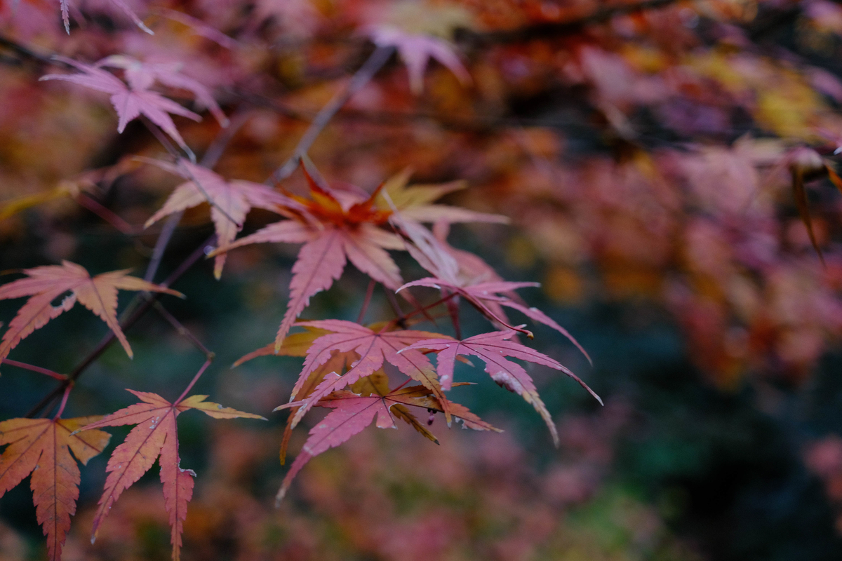 f:id:yasubelog:20220102225836j:plain