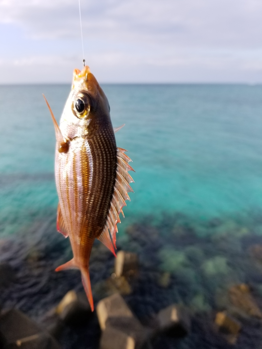 f:id:yasublrog:20191229164838j:plain
