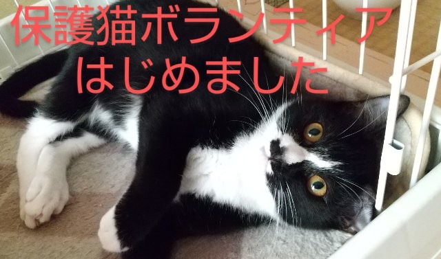f:id:yasuchin55:20220413092142j:image