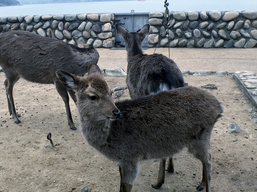 f:id:yasucom:20190218172957j:plain f:id:yasucom:20190218172957j:plain
